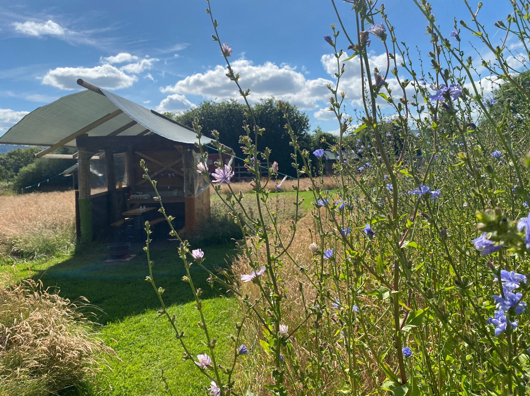 Willow Acres Campsite
