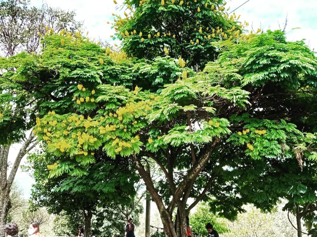 Cerro El Volador-麦德林必去景点