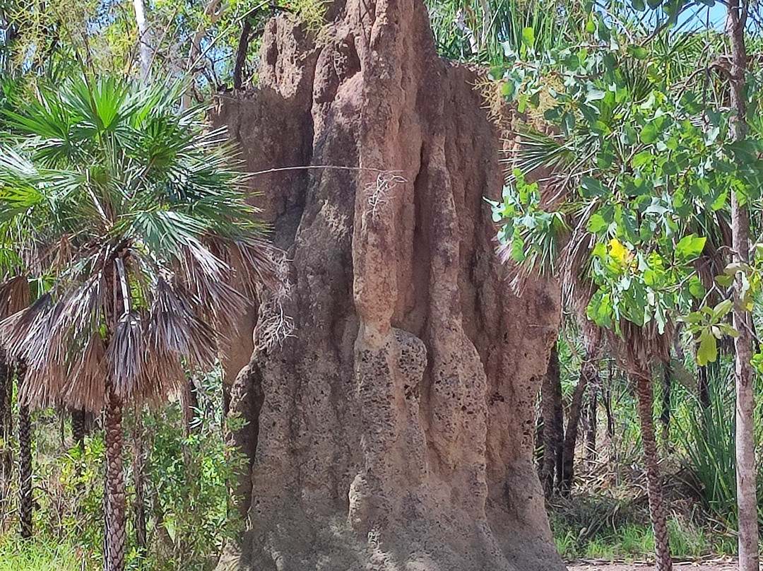 Wadbilliga National Park, New South Wales, Australia景点图片