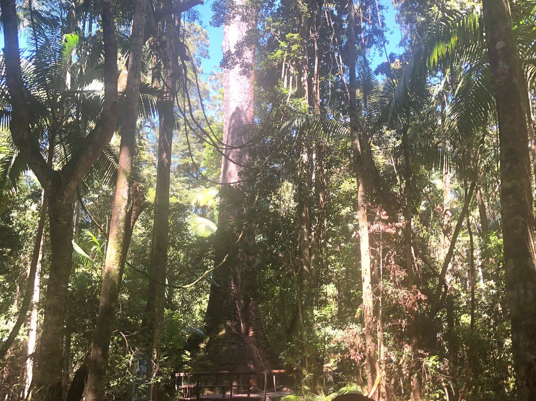 Old Bottlebutt-Wauchope必去景点