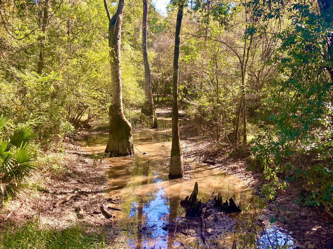 Tickfaw State Park-Springfield必去景点