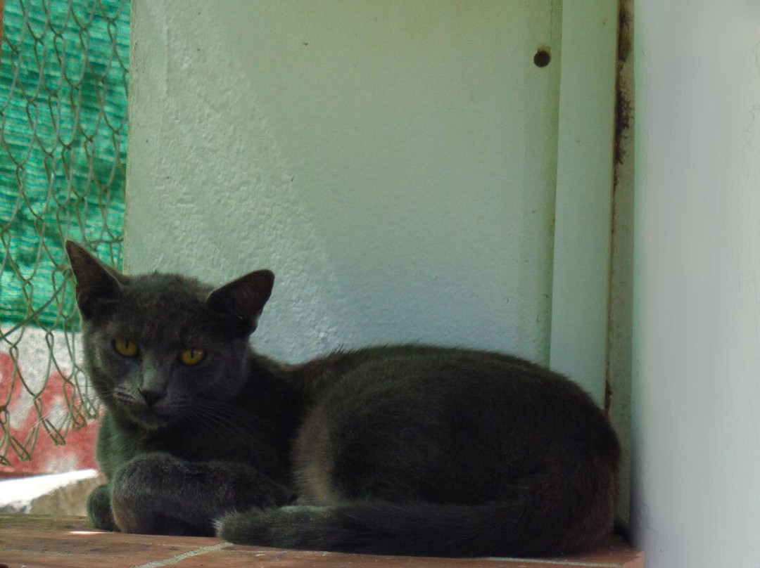 French Colonial Houses Guided Tours-努美阿必去景点