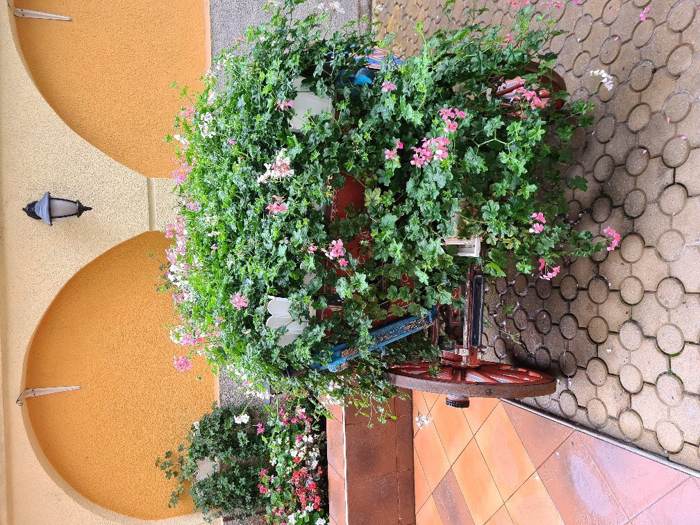 Bistra And Galina Hotel主图