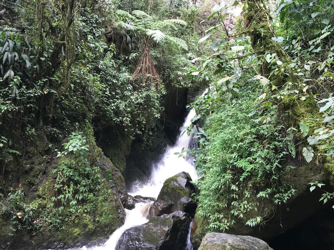 Cocoratours Valle de cocora-萨伦托必去景点