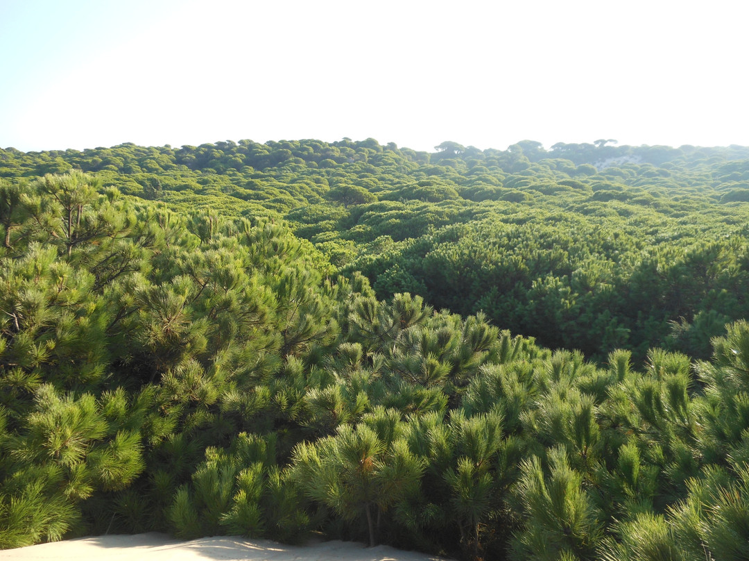 Parque Nacional de Doñana-阿尔蒙特必去景点