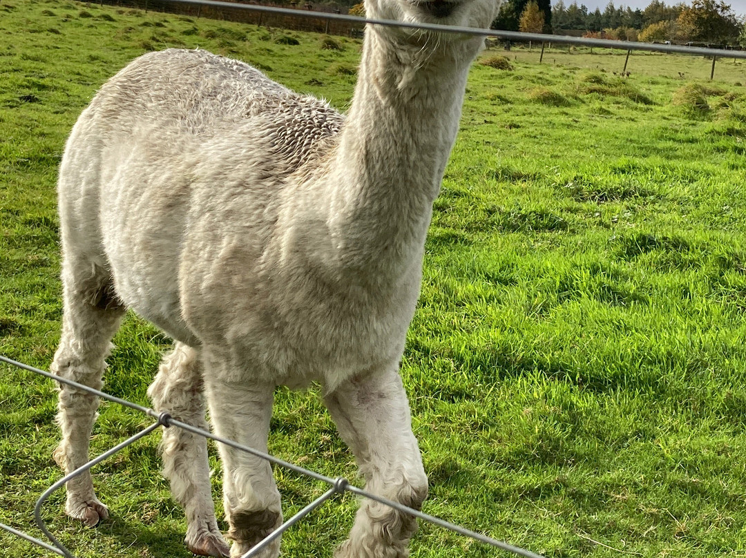 梅菲尔德羊驼馆-谢菲尔德必去景点