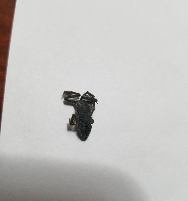 Days Inn & Suites by Wyndham Bloomington/Normal IL主图