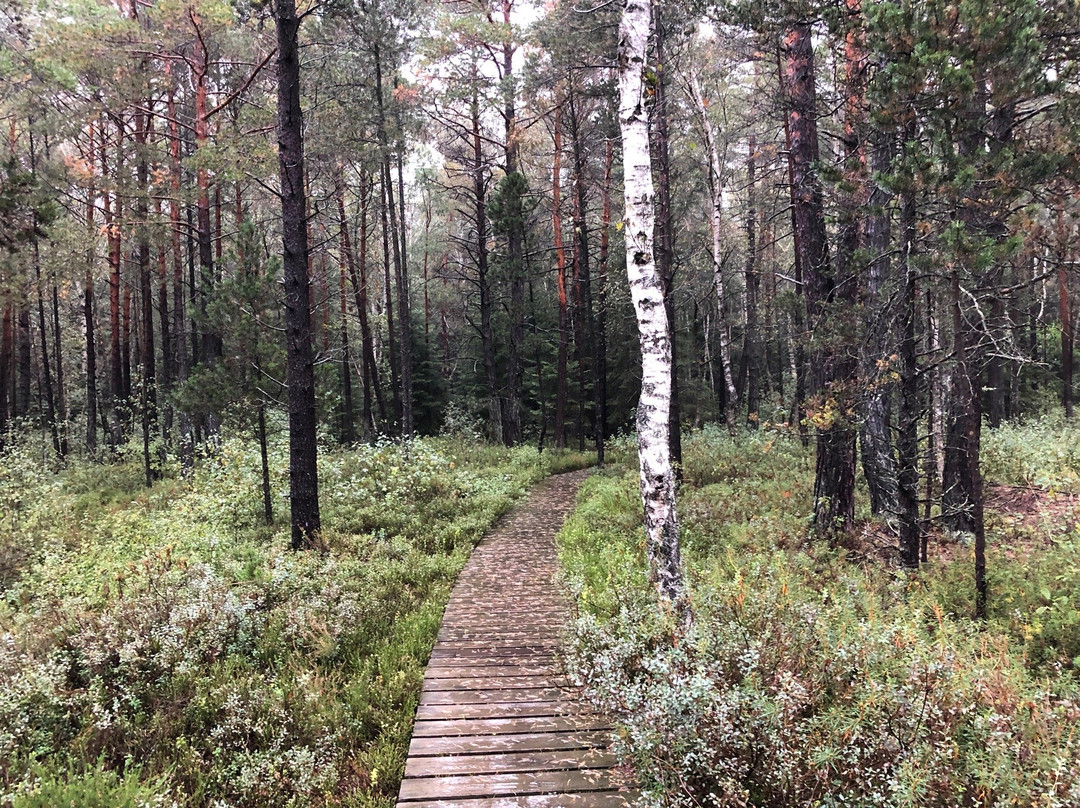 Marshland Nature Reserve Borkovicka景点图片