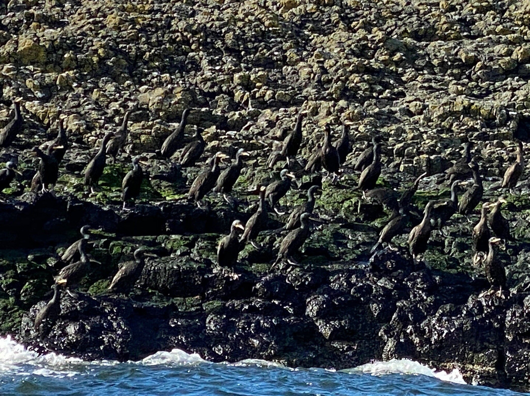 Wild Skye Boat Trips景点图片