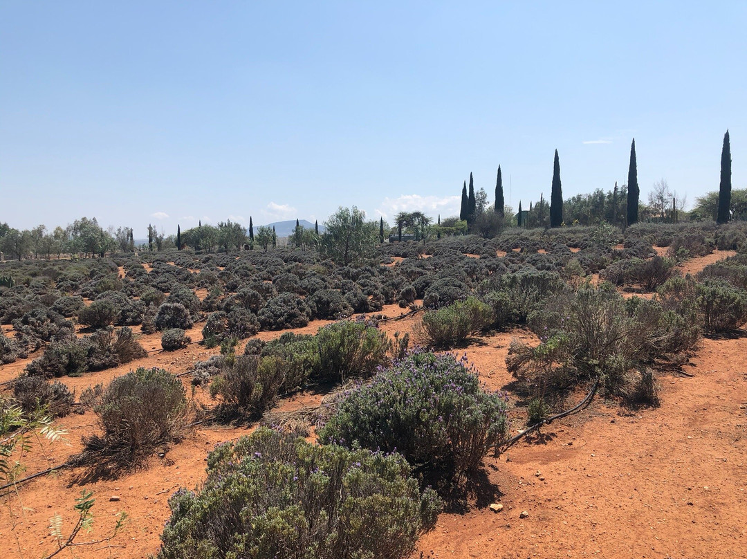 Lavander Farms Of Pozos景点图片