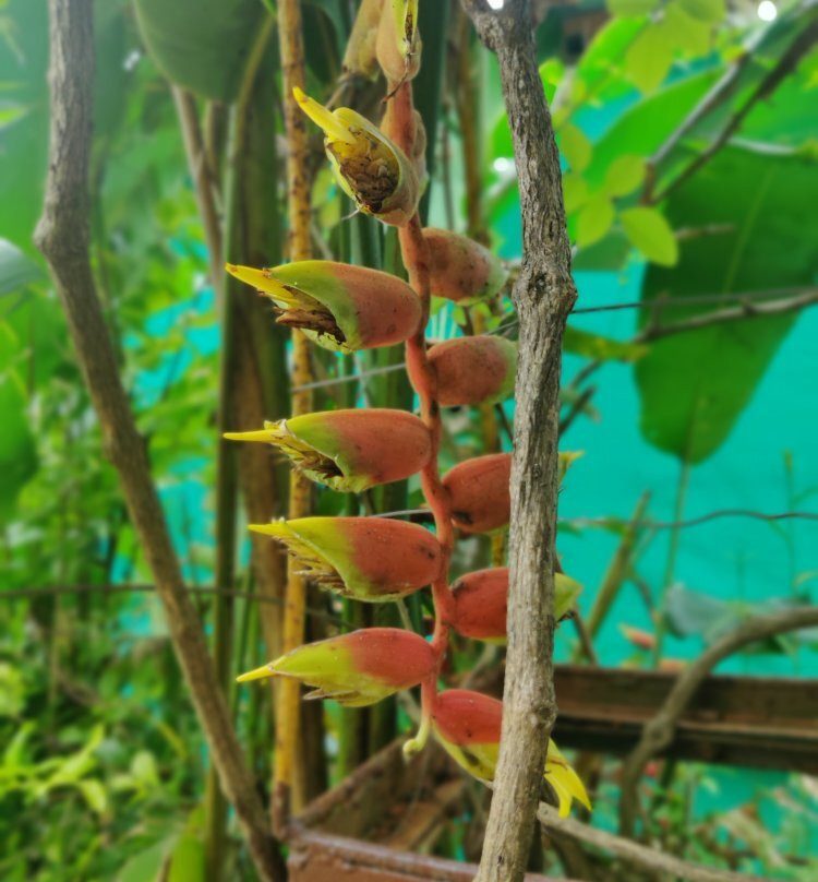 Aajol - The Village Homestay主图