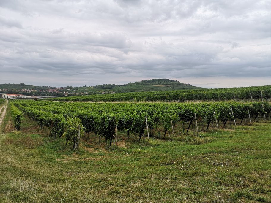 Cave du Roi Dagobert-Traenheim必去景点