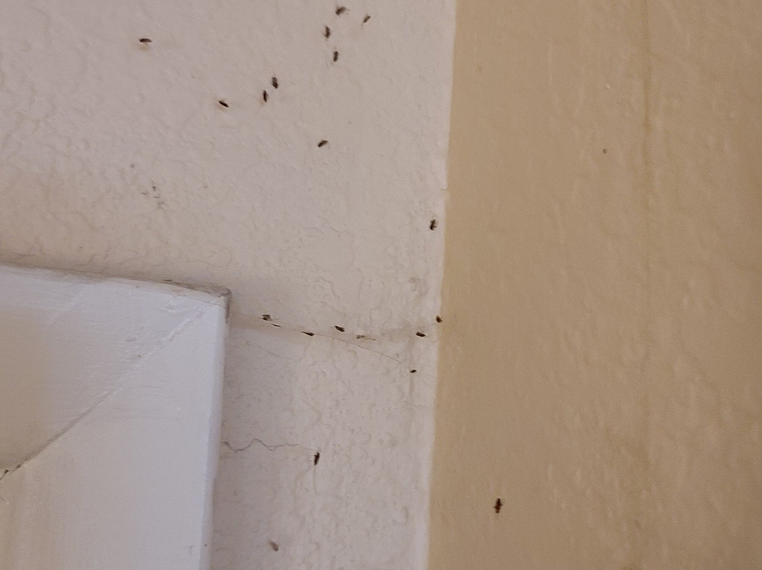 Super 8 by Wyndham Lindsay Olive Tree主图