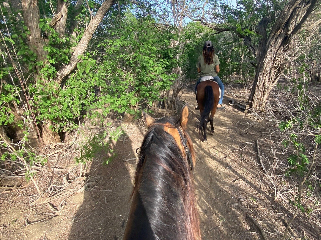 Rancho Alegre Curacao-Dorp Sint Michiel必去景点