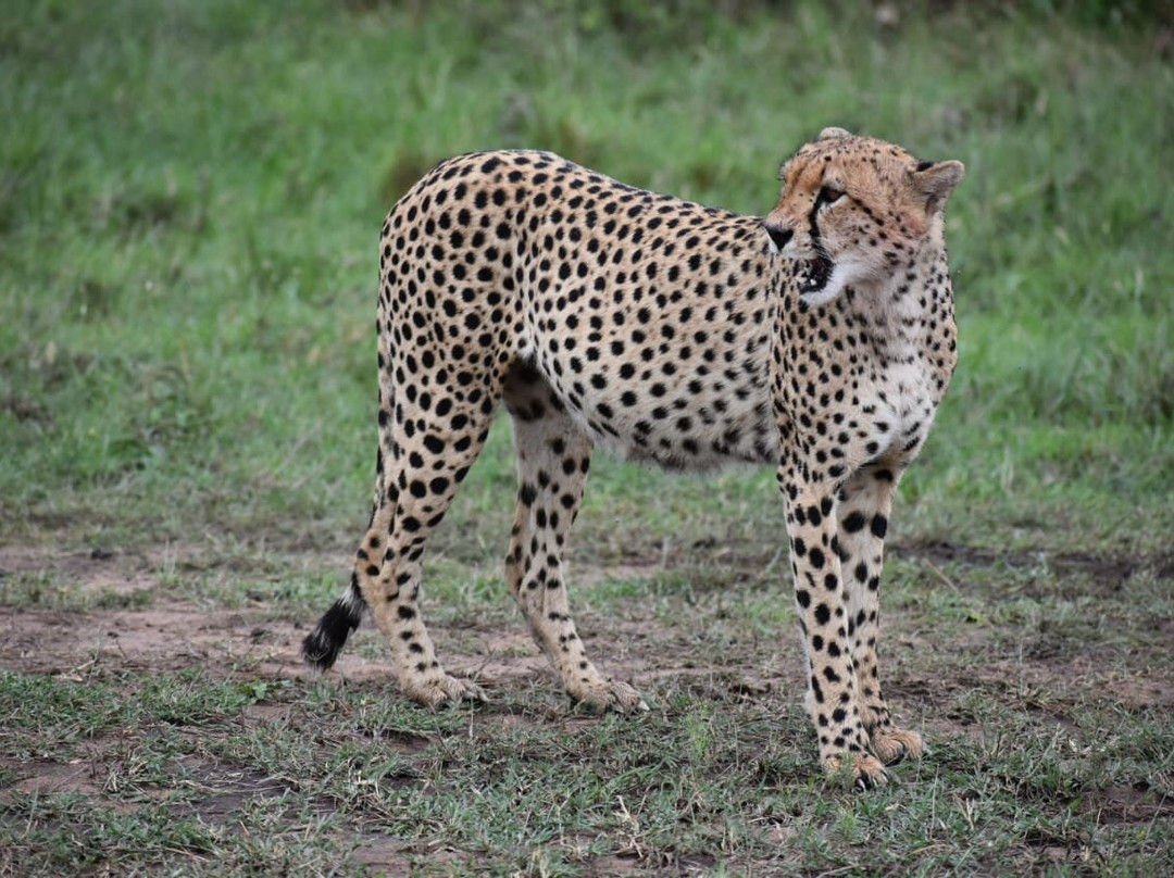 African Guide-瓦塔木必去景点