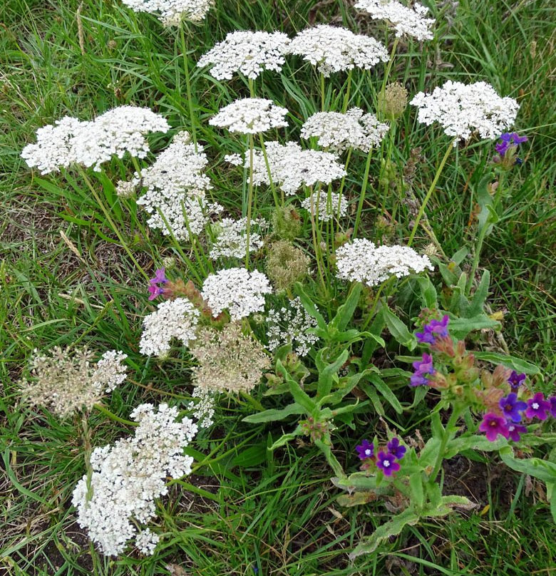 Strand van Wijk aan Zee-Wijk aan Zee必去景点