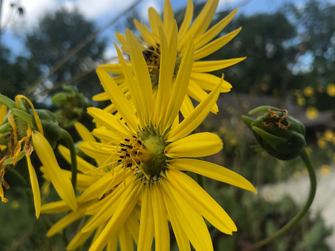 Lincoln Log Cabin-Lerna必去景点