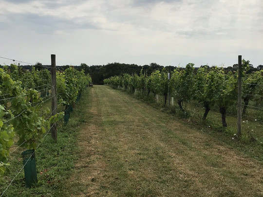 Warden Abbey Vineyard-Old Warden必去景点