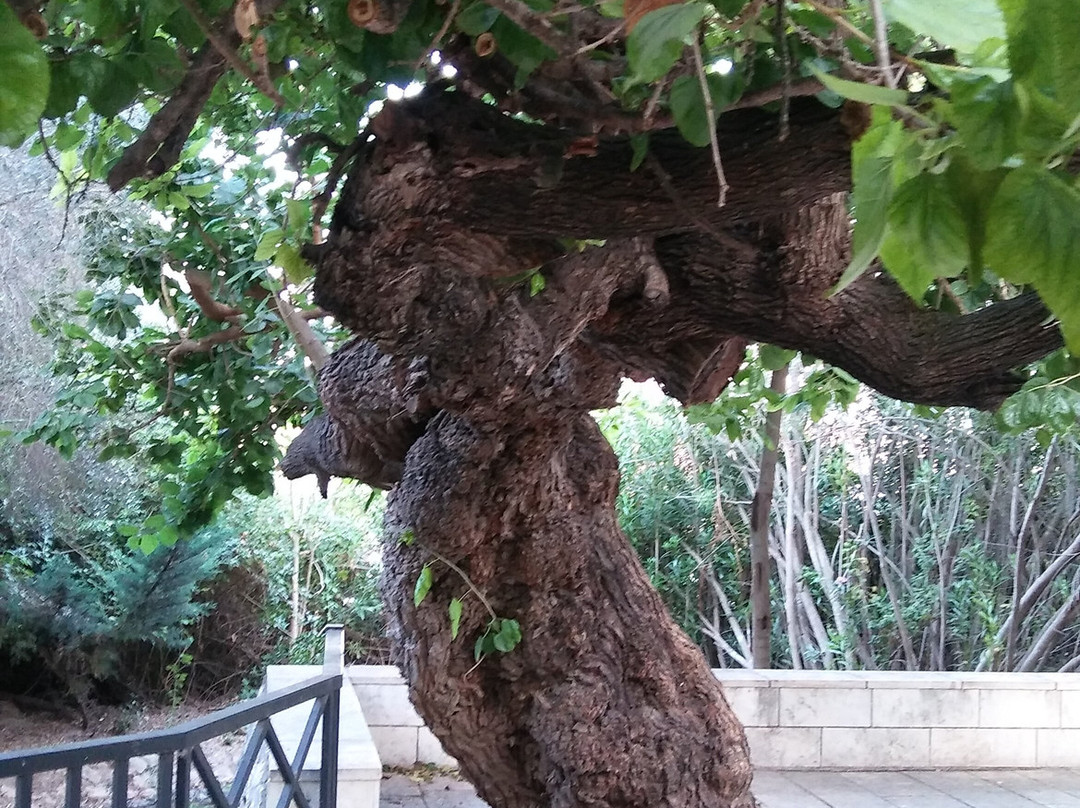 Lishansky Since 1936主图