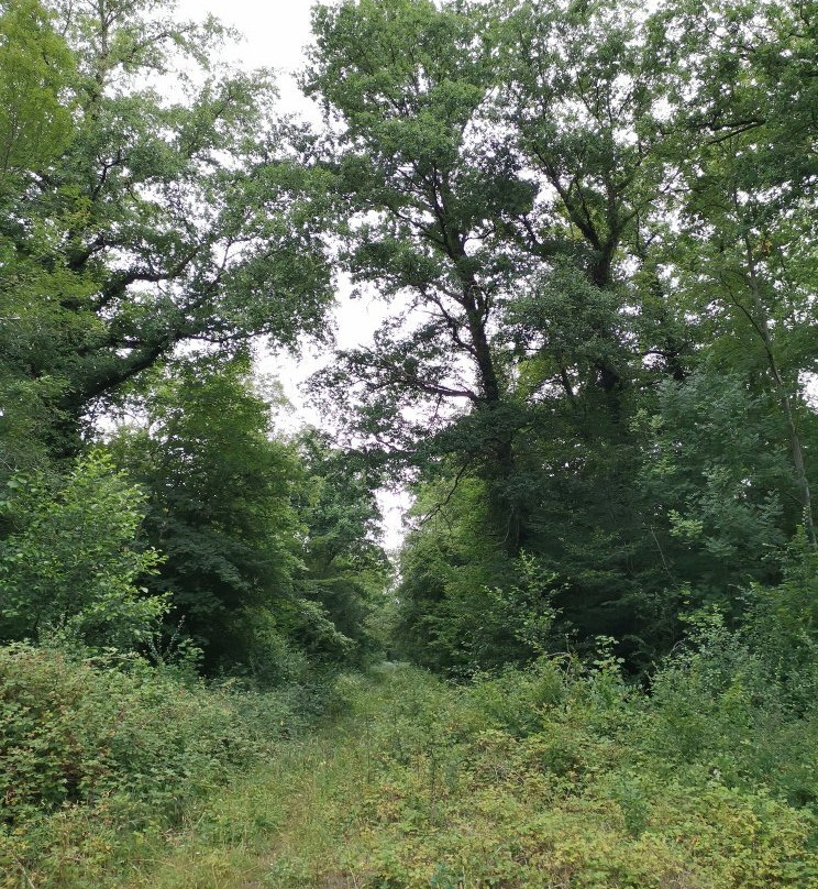 Forêt de Compiègne-贡比涅必去景点