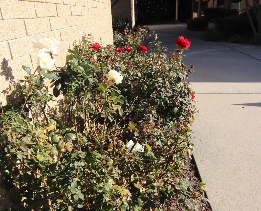 First Evangelical Lutheran Church-雷德兰兹必去景点