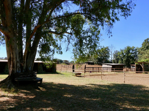 Veio Quarter Horses-罗马必去景点