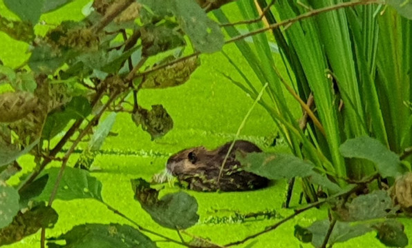 Comberg Park-Mettmann必去景点