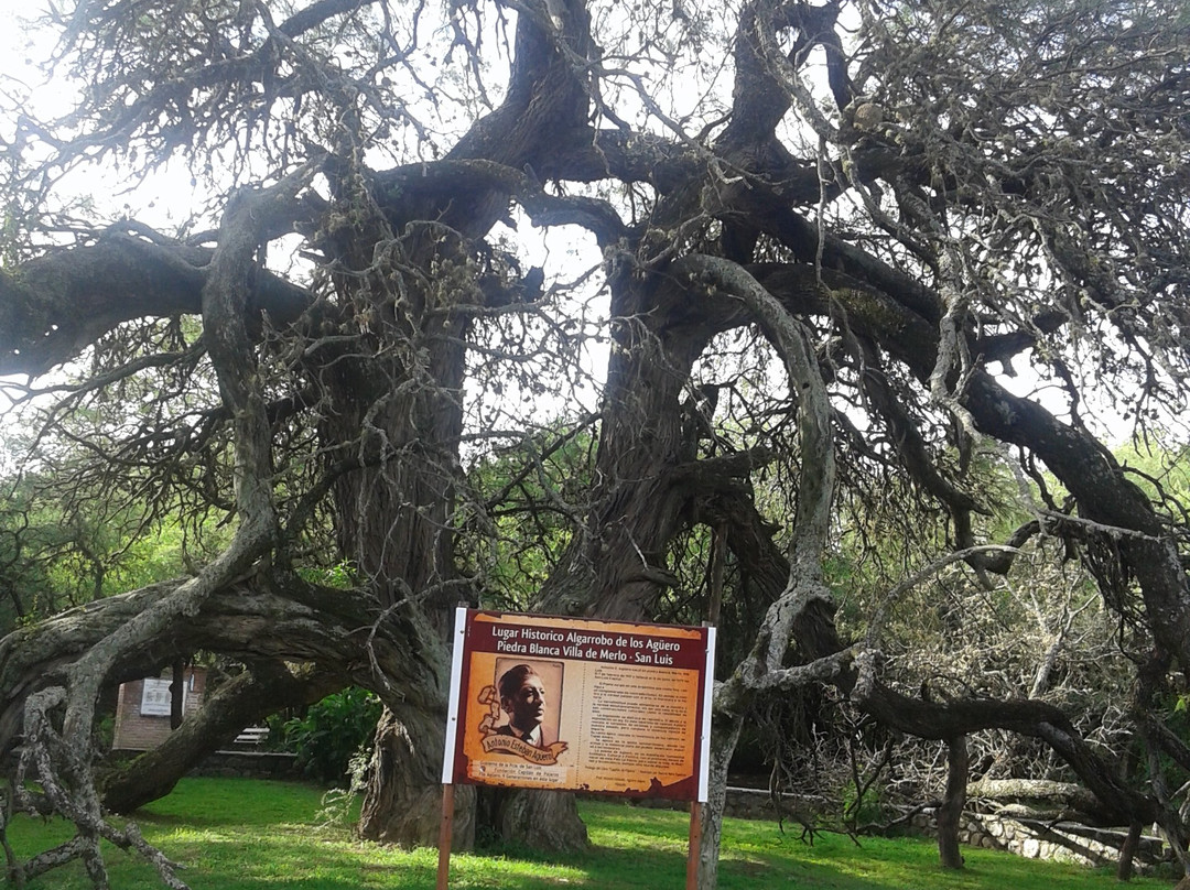 Algarrobo de los Aguero (Algarrobo Abuelo)-梅洛必去景点