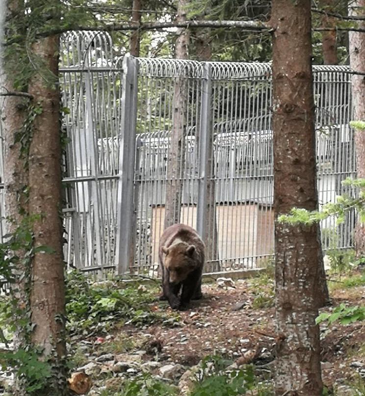 Area Faunistica dell'Orso Bruno景点图片