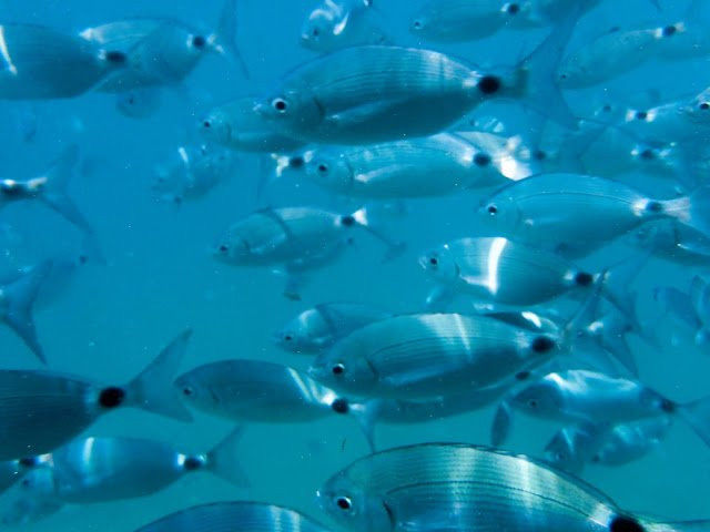 Style Diving-拉帕洛必去景点