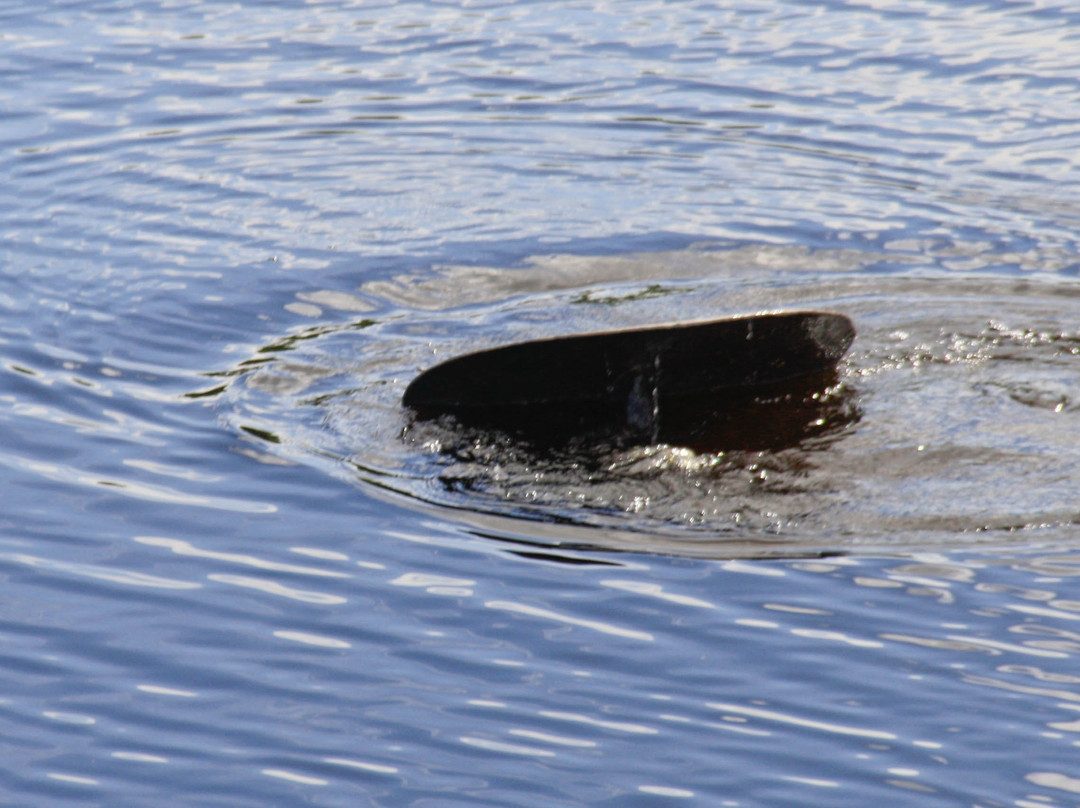 Big Cypress Swamp Welcome Center-奥乔皮必去景点
