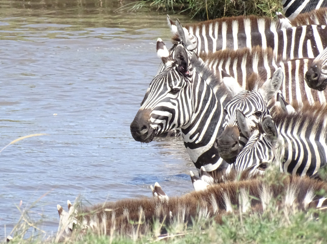 Safarika Africa Ltd-阿鲁沙必去景点
