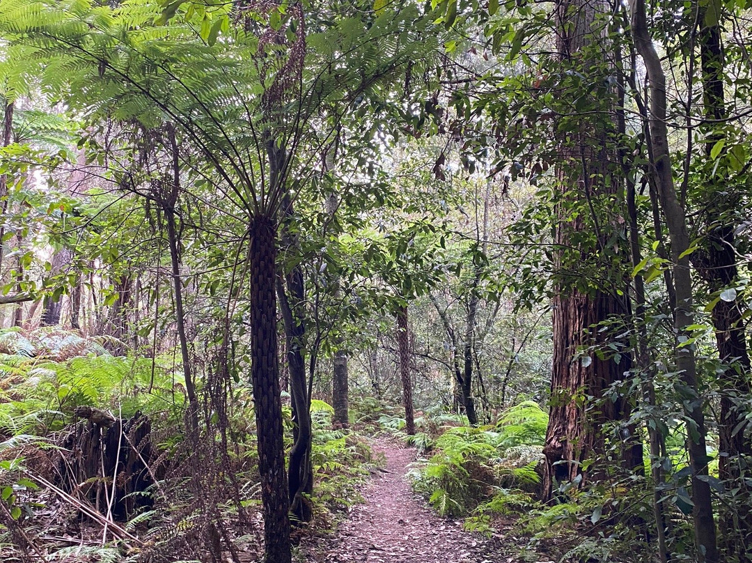 Birdwood Gully Park景点图片