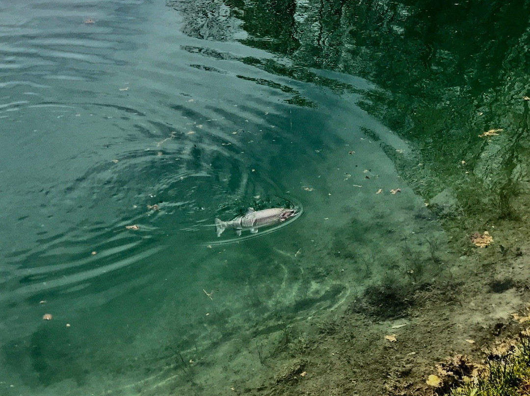 Primrose Trout Farm-Shelburne必去景点