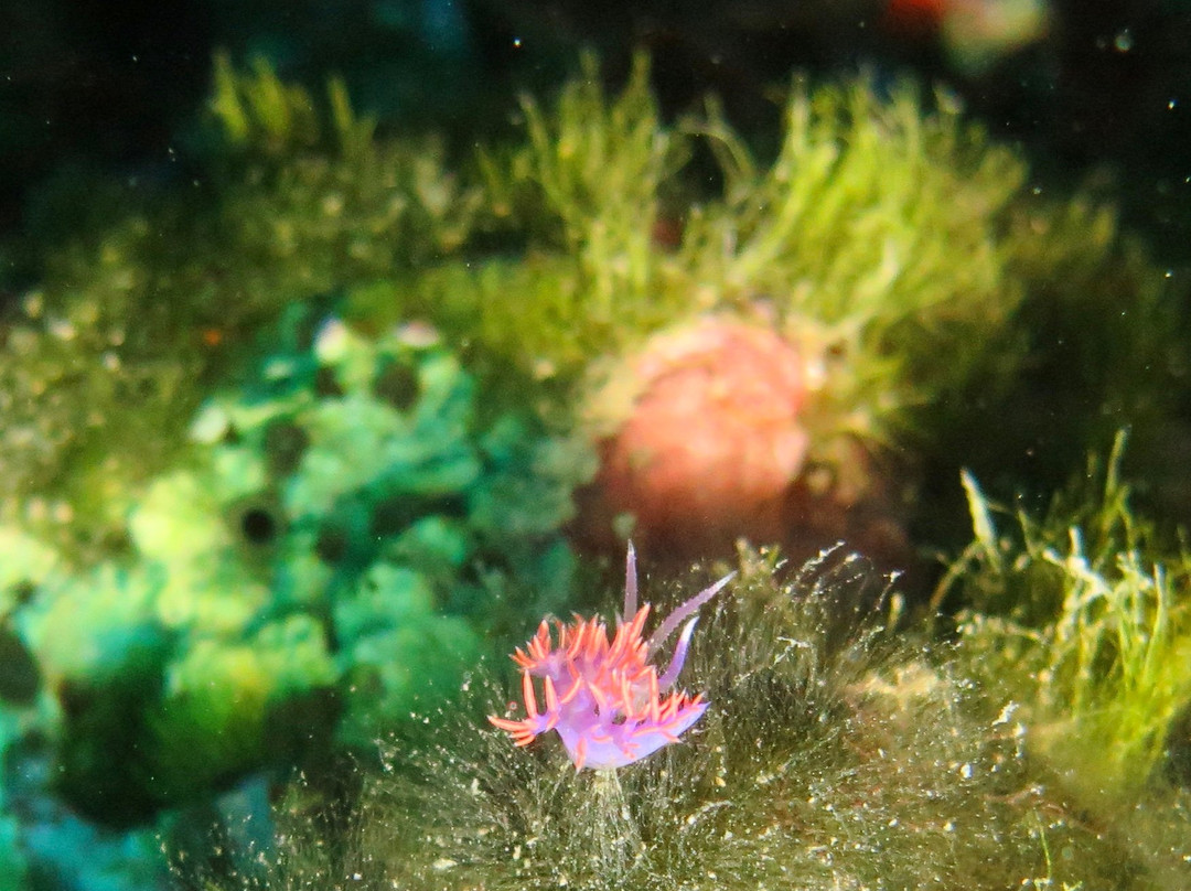 Hippocampus Diving Center-普拉必去景点