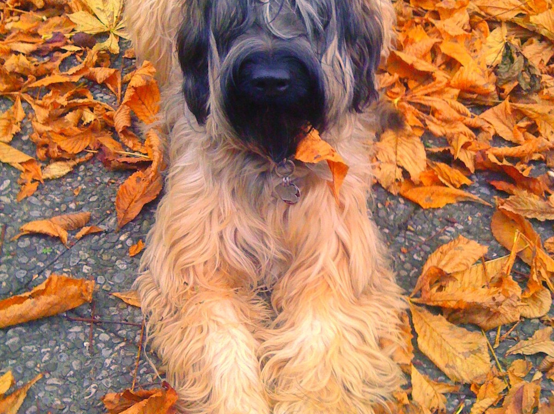 金色玫瑰精品酒店主图