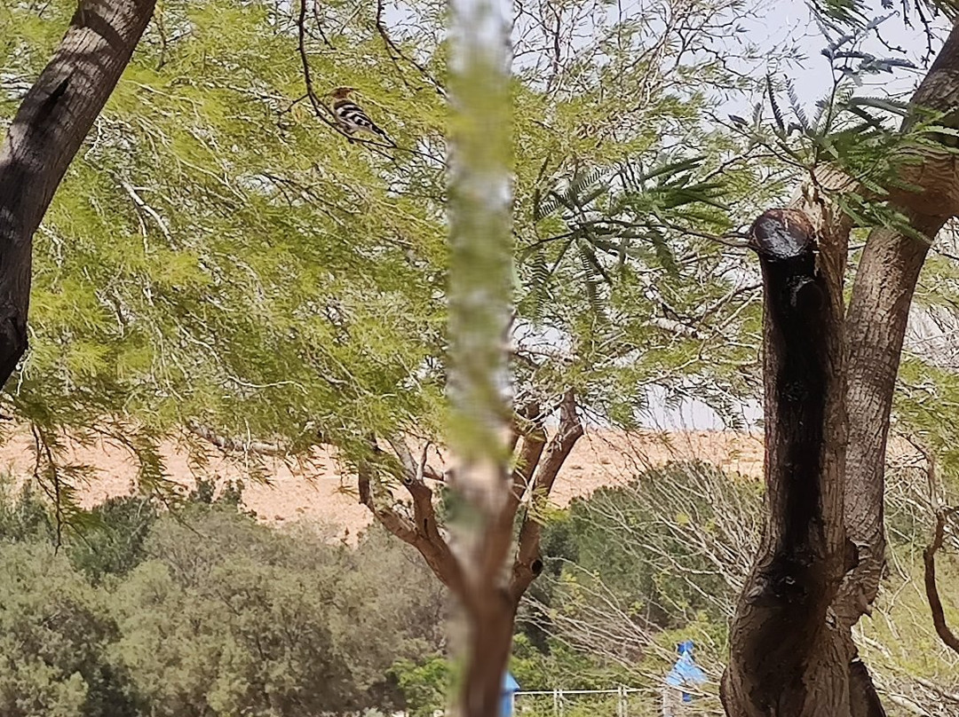Yeruham Park and Lake-Yeruham必去景点