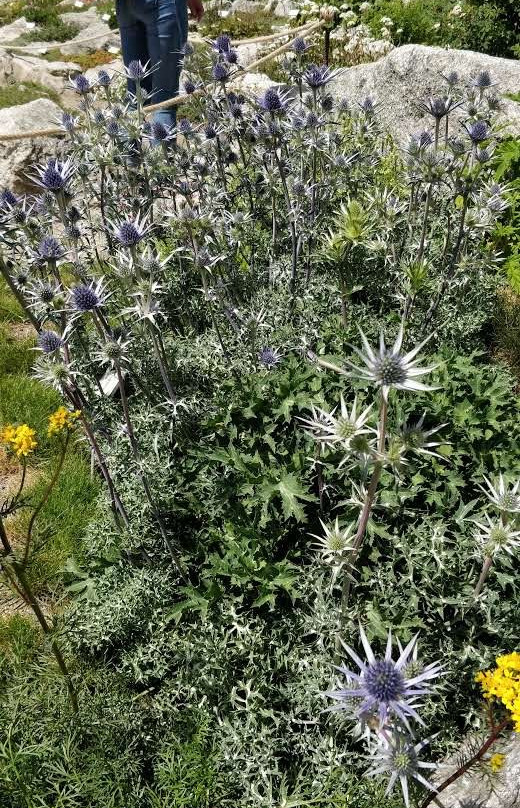 Alpine Botanical Garden Saussurea-库马约尔必去景点