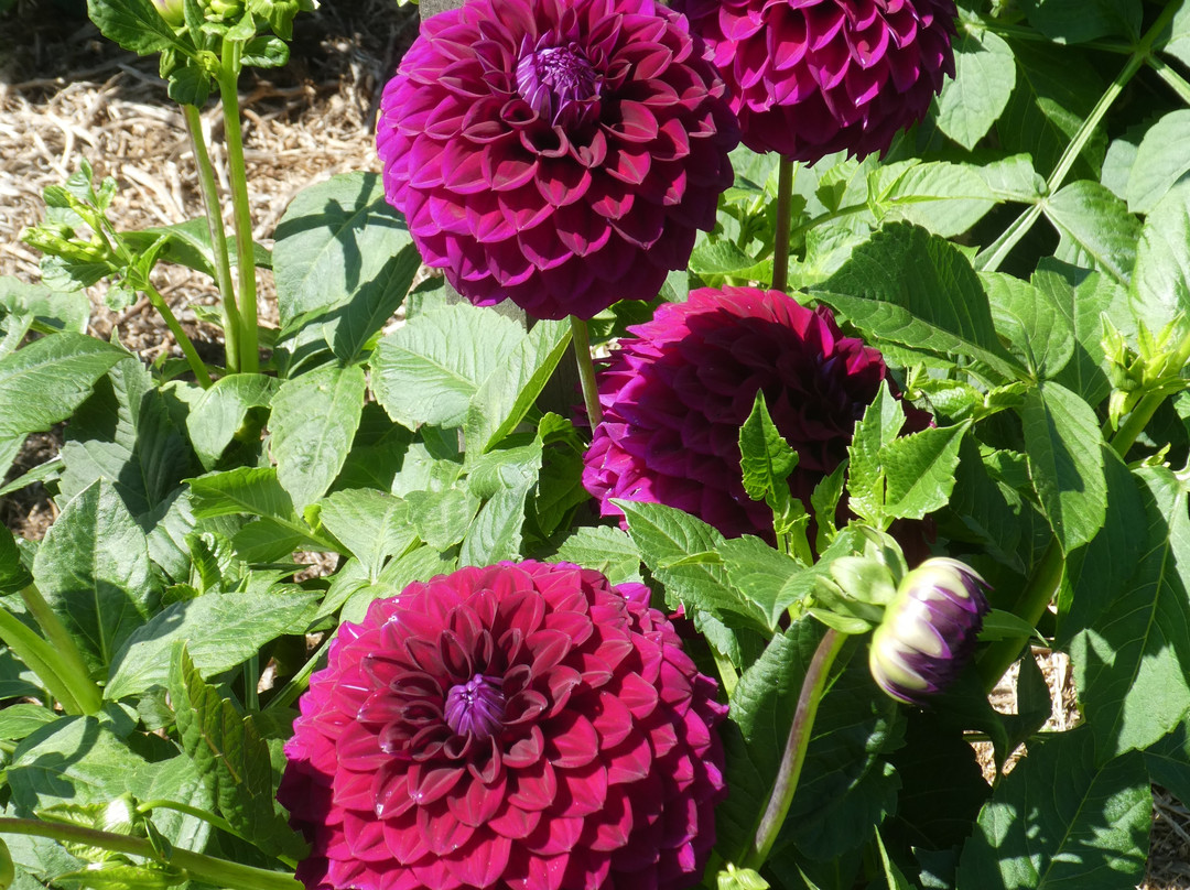 Portland Botanical Gardens-波特兰必去景点