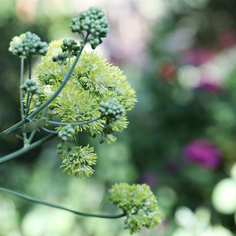 William Land Park-沙加缅度必去景点