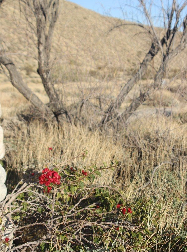 Mission Creek Preserve-沙漠温泉必去景点