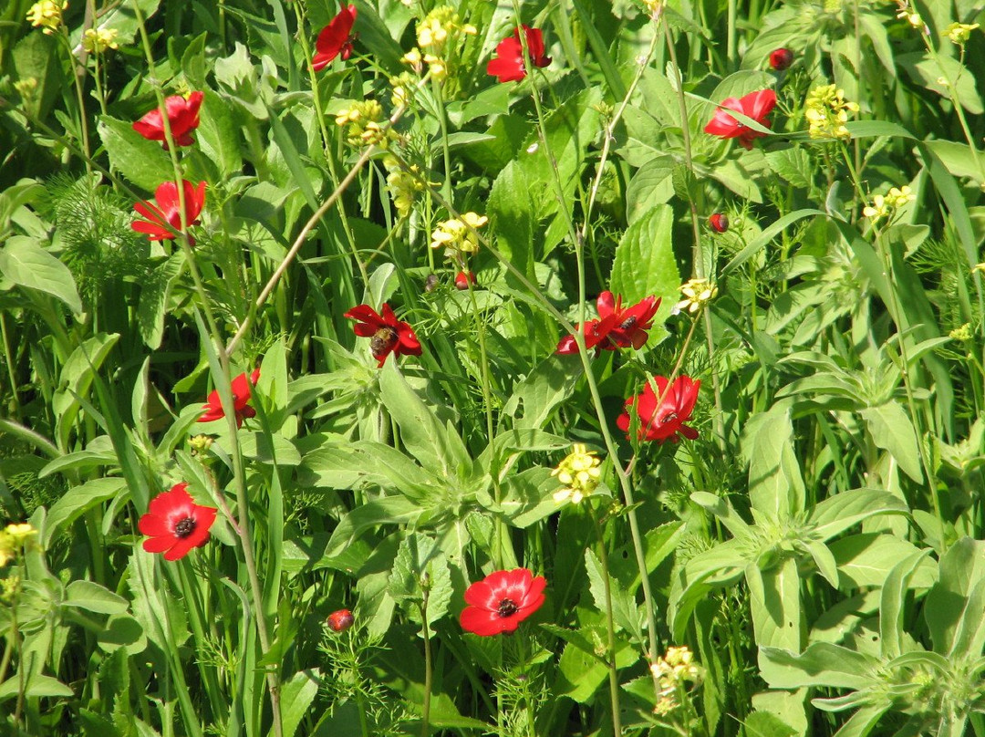 Yaar Haayalim - Deer Forest-Merom Golan必去景点