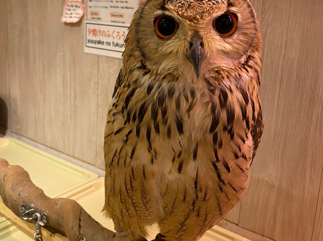 Sunset Owl Cafe-Sennichimae必去景点