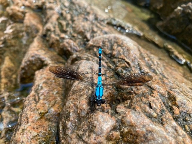 Sacred Owl Tours (Port Douglas)-道格拉斯港必去景点