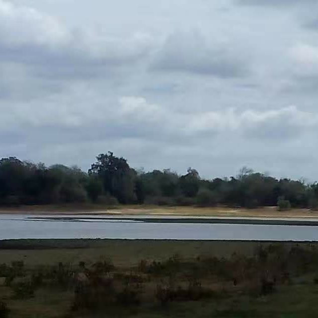 Minneriya Safari景点图片