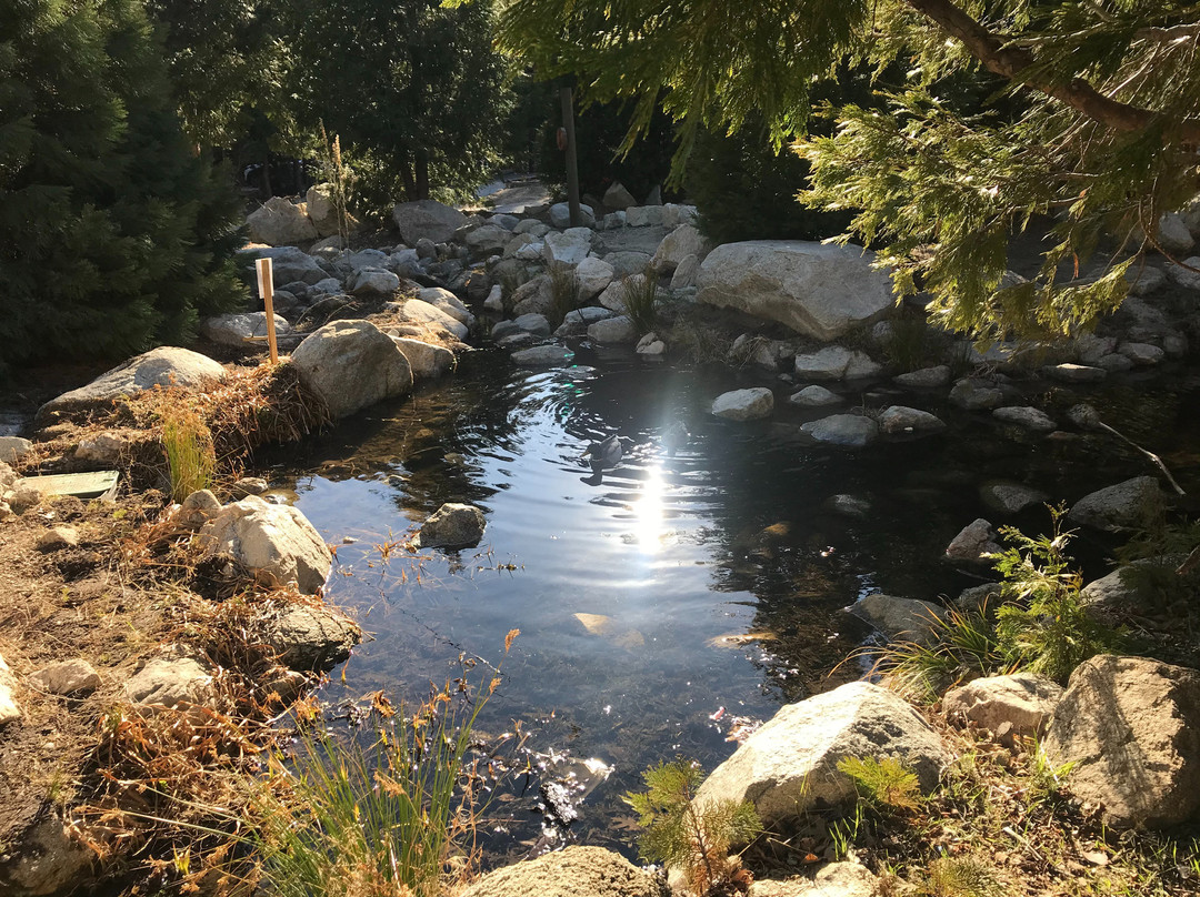 Arrowhead Pine Rose Cabins主图