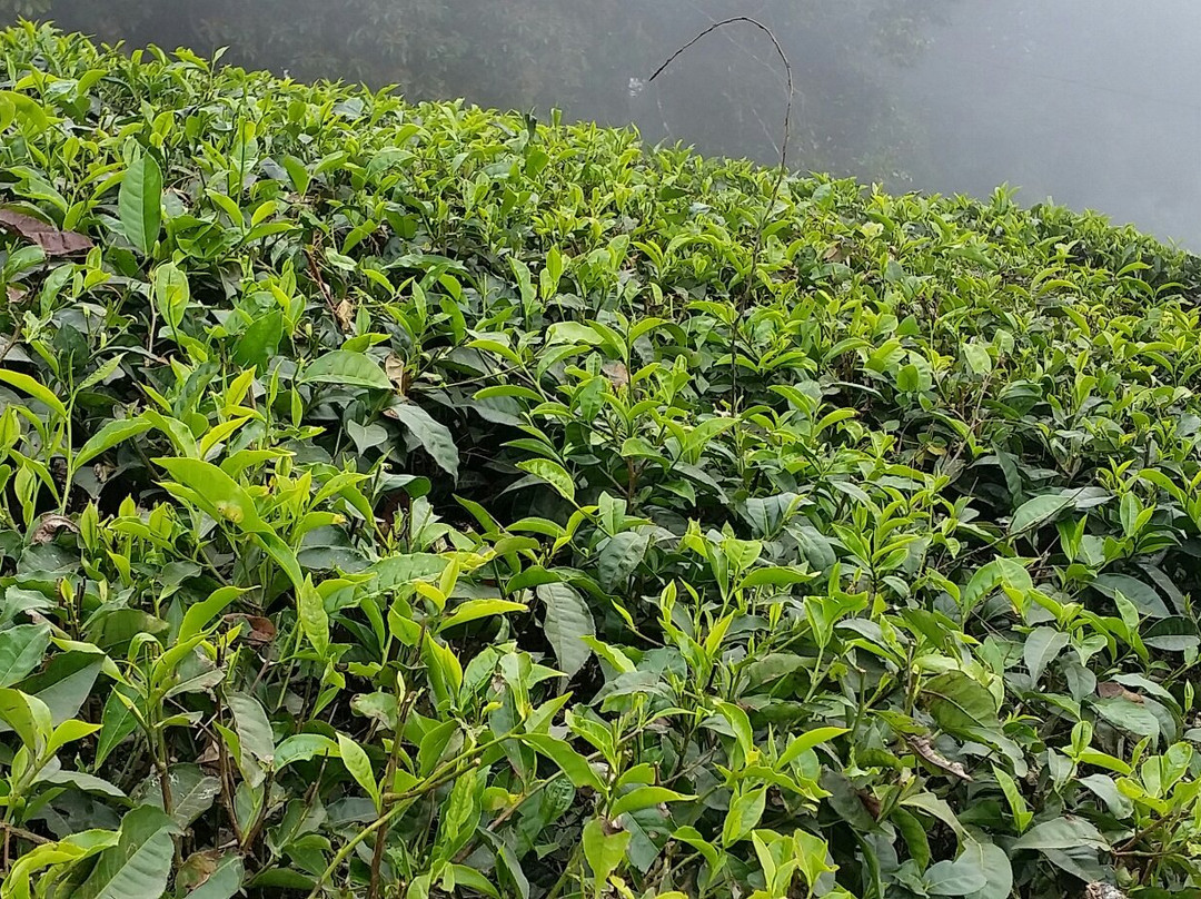 Top Station View Point-Theni必去景点