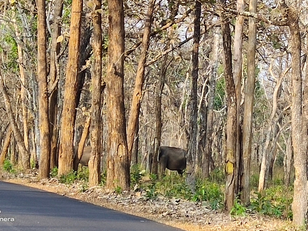 Muthanga Wildlife Sanctuary-Muthanga必去景点