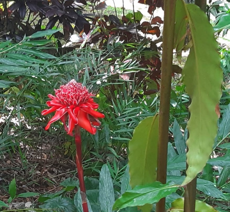 Soroa Orchid Botanical Garden-Soroa必去景点