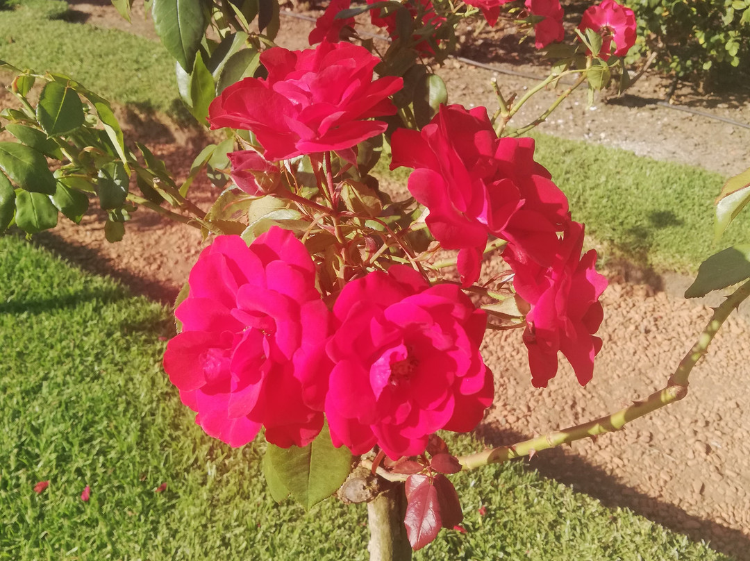 Rosedal De Palermo-布宜诺斯艾利斯必去景点